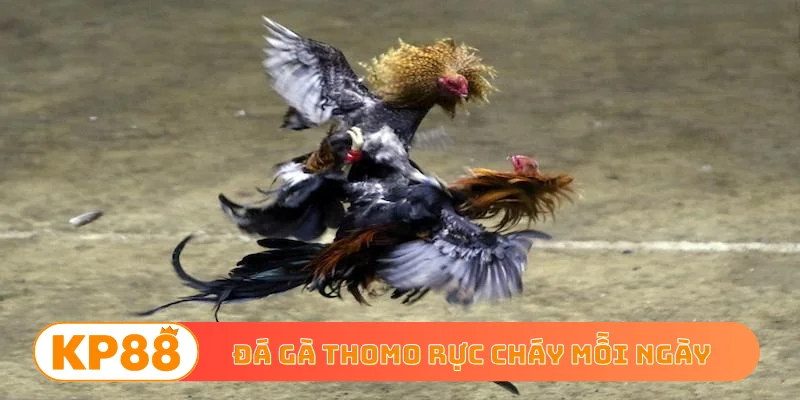 Đá gà Thomo rực cháy mỗi ngày